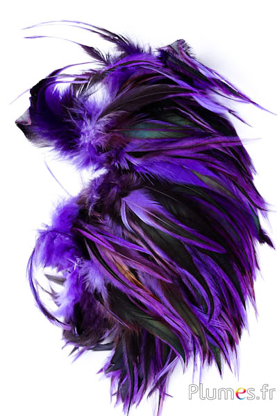 Coq flammé - 10-15 cm - violet